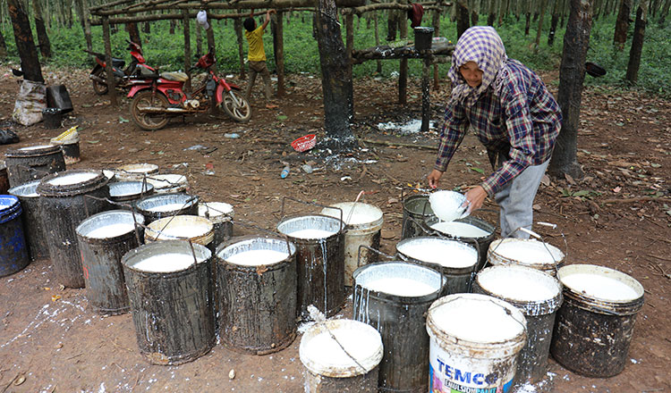 Cambodia earns $328M from rubber export in first eight months